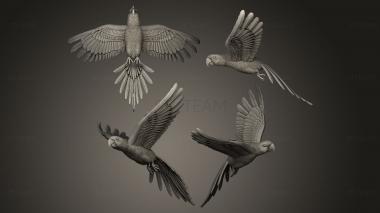 3D model Parrot in flight (STL)